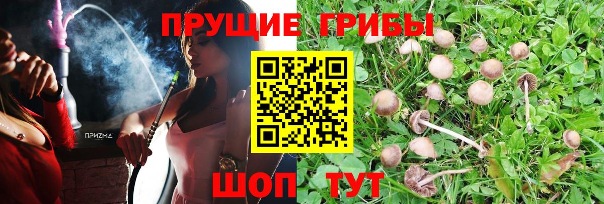 Псилоцибиновые грибы GOLDEN TEACHER Шумерля